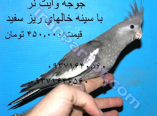 عکس عروس جوجه
