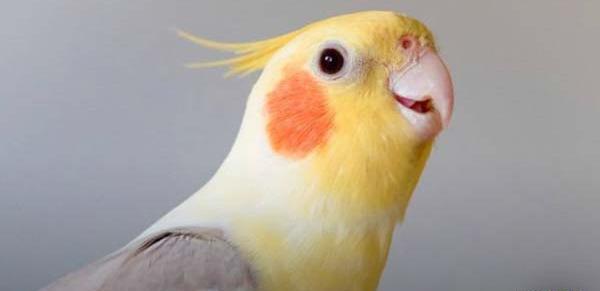 عکس عروس جوجه