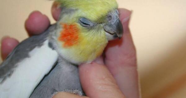 عکس عروس جوجه