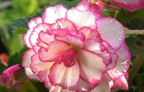 عکس پروفایل برای گروه صبحگاهی