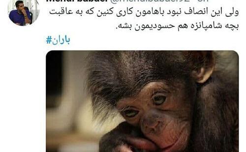 عکس صورت شامپانزه