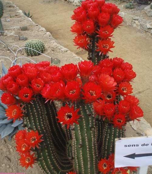 عکس خانه ی کاکتوس