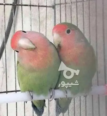 عکس کیوت طوطی برزیلی