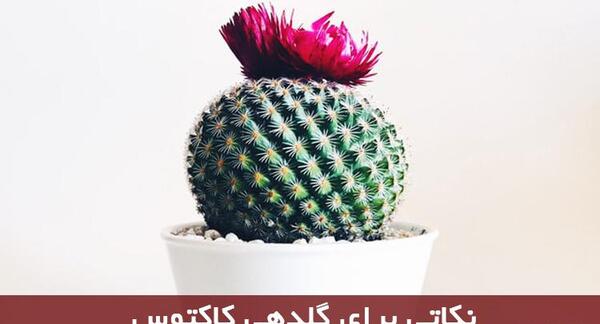عکس کاکتوس حرف زن