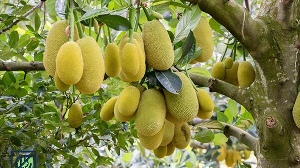 عکس جک نوشیدنی