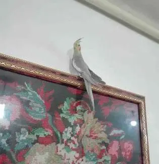 عکس سگ سرابی برای نقاشی