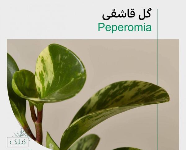 عکس کاکتوس قاشقی