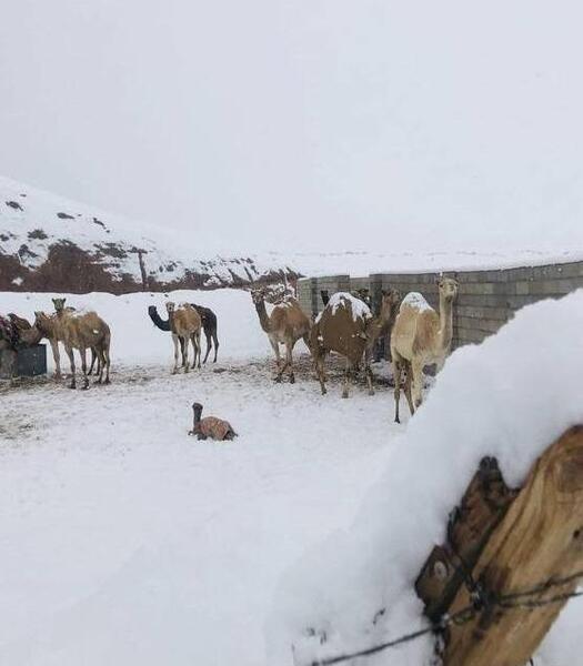 عکس سفید پوش برف