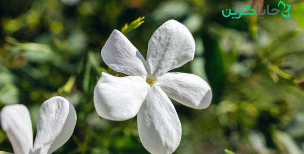 عکس گل یاس بنفش