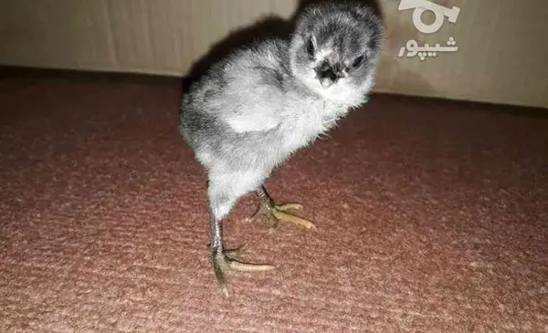 عکس جوجه یک روزه لاری