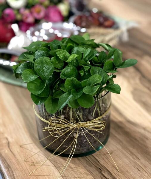 عکس سبزه برای عید