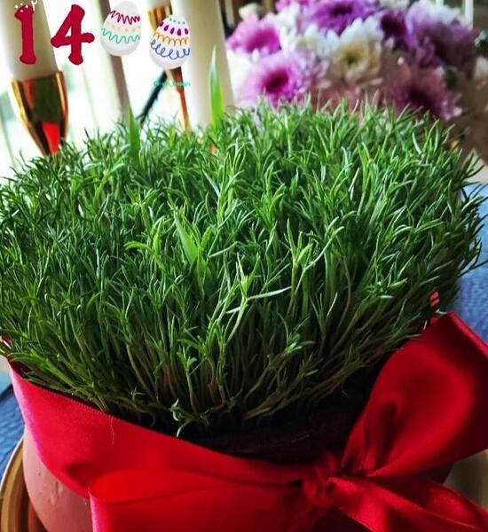 عکس سبزه برای عید