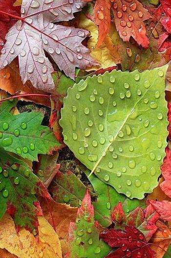 عکس سبز برای بک گراند