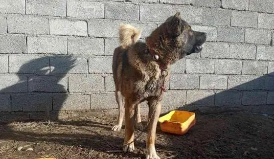 عکس سگ سرابی هوزی