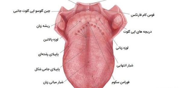 عکس واقعی عفونت قارچی واژن