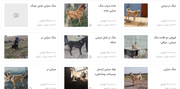 عکس سگ سرابی یک ساله