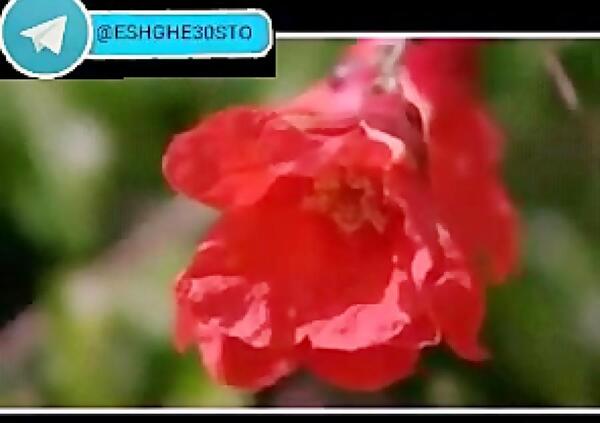 عکس قاسم گل افروز