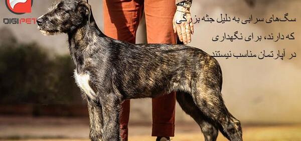 عکس سگ سراب جنگی
