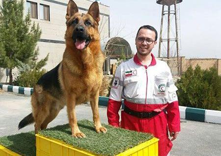عکس سگ عراقی جنگی
