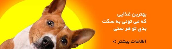 عکس سگ عراقی جنگی