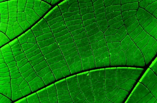 عکس سبز برای پروفایل