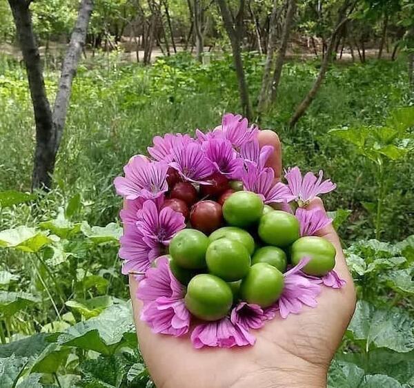 عکس سبز برای پروفایل