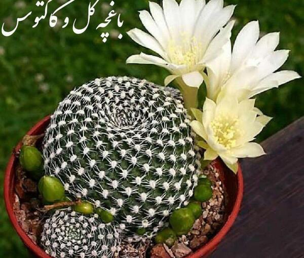 عکس کاکتوس واقعی