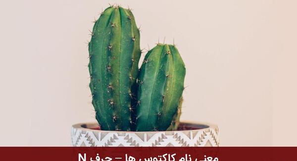 عکس چرم کاکتوس