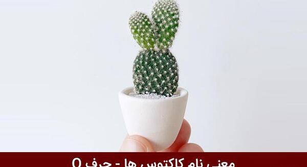 عکس چرم کاکتوس