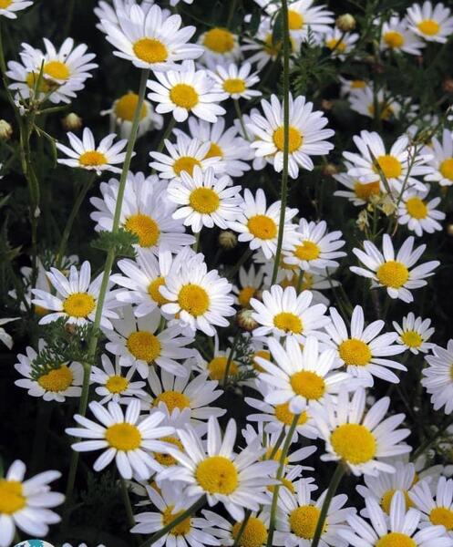 عکس گل یاس طبیعی