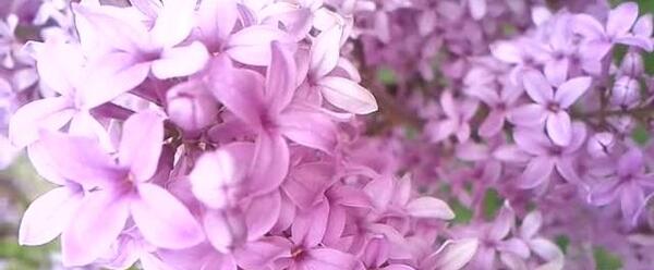 عکس گل یاس طبیعی