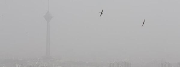 عکس پرنده ی زامبی