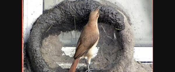 عکس پرنده ی زامبی