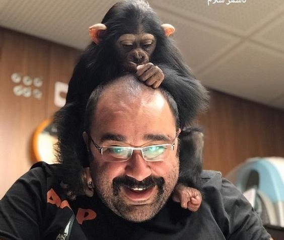 عکس دو شامپانزه