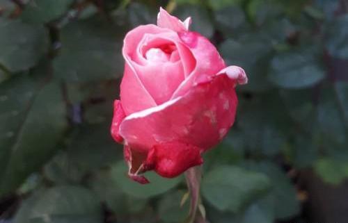 عکس سفید ابی