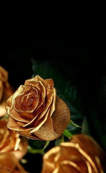 دانلود عکس گل رز غمگین