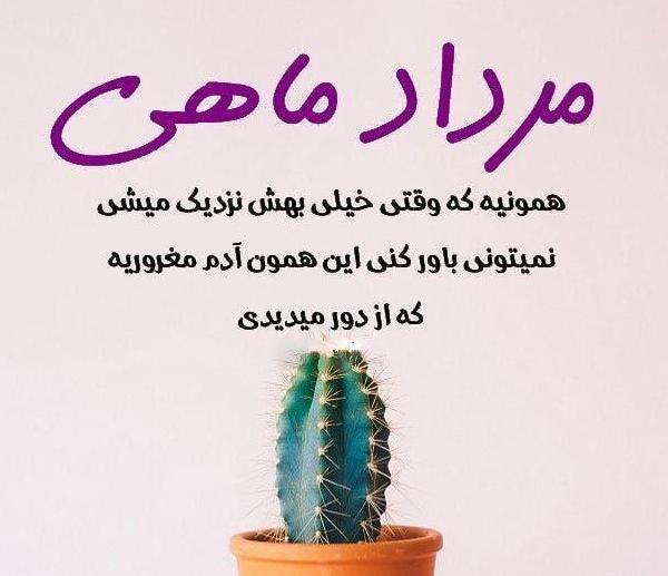 عکس کاکتوس فانتزی