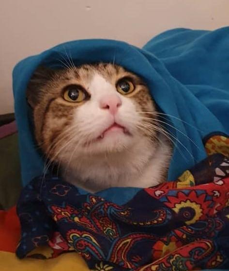 عکس گربه گنگ برای پروفایل