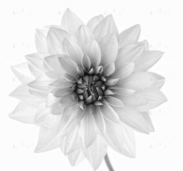 عکس سیاه گلدار
