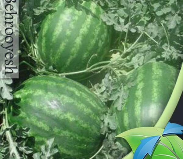 عکس هندوانه قرمز