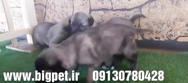 عکس سگ سرابی پشدر