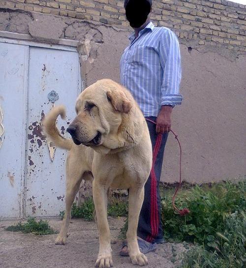 عکس سگ سرابی پشدر