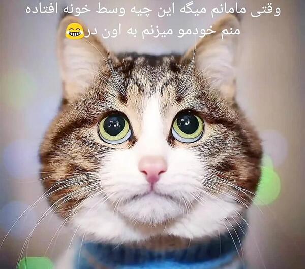 عکس نوشته گربه صفت