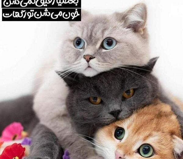 عکس نوشته گربه صفت