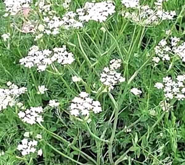 عکس زیره سبز و سیاه