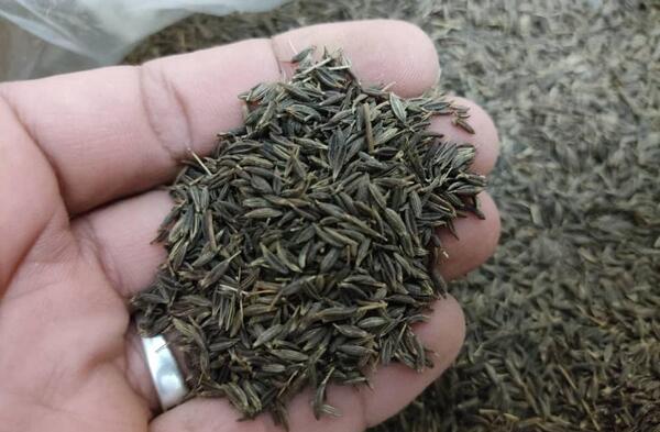 عکس زیره سبز و سیاه