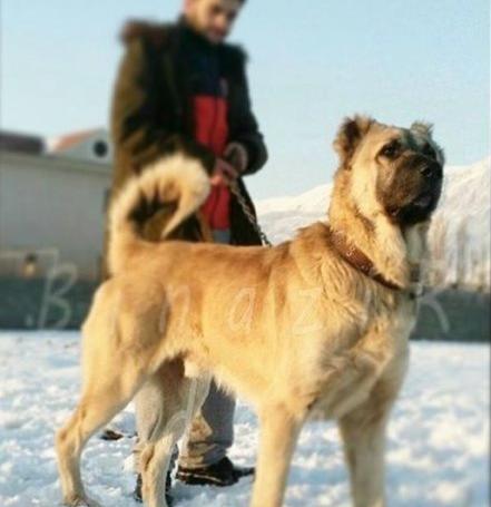 عکس های جنگ سگ سرابی