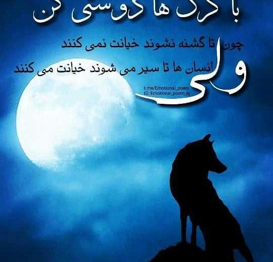 عکس پرچم ترکیه با گرگ
