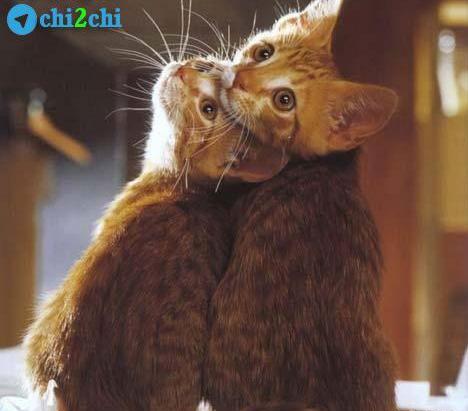 عکس دوتا شامپانزه