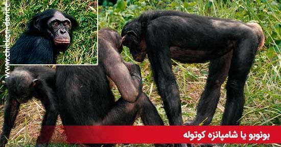 عکس دوتا شامپانزه